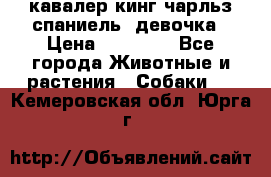  кавалер кинг чарльз спаниель -девочка › Цена ­ 45 000 - Все города Животные и растения » Собаки   . Кемеровская обл.,Юрга г.